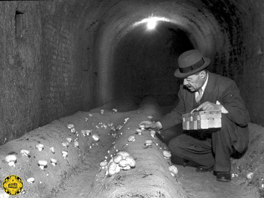 In einem Teil des bereits fertiggestellten Bauwerks wurde 1949 eine Schwammerlzucht betrieben.