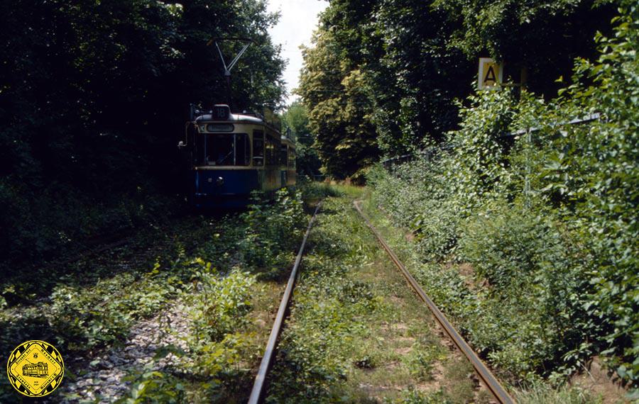 Heute ist die Strecke auf dem letzten Teil bis zur Schleife ein kleiner Trambahnurwald, durch den die Triebwagen fahren.